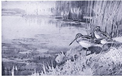 مكان تغذية مفضل بواسطة فرانك ساوثجيت